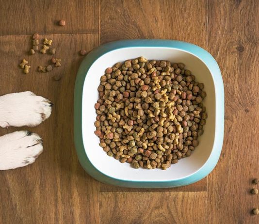 Pourquoi opter pour des croquettes de qualité Premium ?