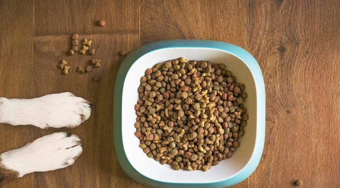 Pourquoi opter pour des croquettes de qualité Premium ?