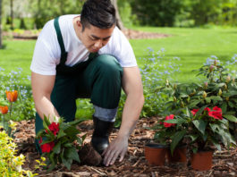 3 conseils pour embaucher le jardinier idéal près de chez vous