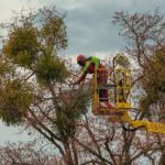 Faire appel à un élagueur : tour d’horizon sur les essentiels du métier