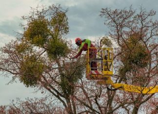 Faire appel à un élagueur : tour d’horizon sur les essentiels du métier