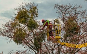 Faire appel à un élagueur : tour d’horizon sur les essentiels du métier