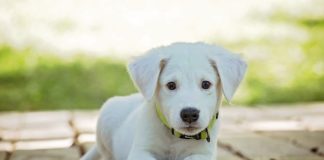 À la découverte des différents cris d’animaux cris d'animaux