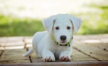 À la découverte des différents cris d’animaux cris d'animaux