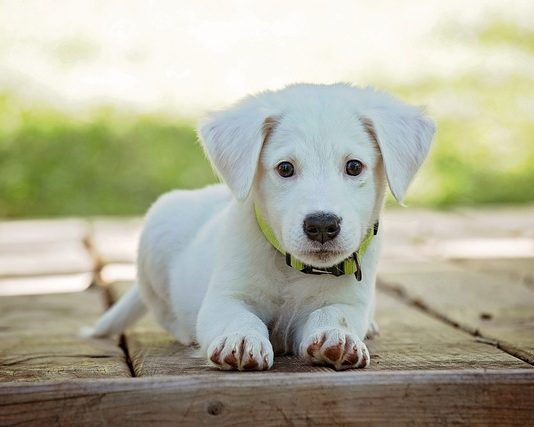 À la découverte des différents cris d’animaux cris d'animaux