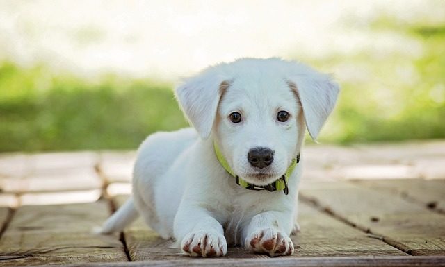 À la découverte des différents cris d’animaux cris d'animaux