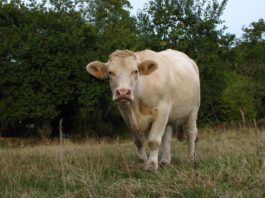 Le blog qui se soucie du climat : Une voix engagée pour la planète Le blog qui se soucie du climat : Une voix engagée pour la planète