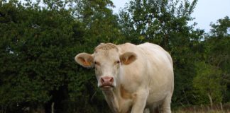 Bosceawy en Seine-Maritime : à la découverte d’un village authentique de Normandie Bosceawy en Seine-Maritime : à la découverte d’un village authentique de Normandie