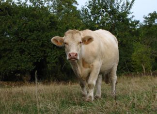 Bosceawy en Seine-Maritime : à la découverte d’un village authentique de Normandie Bosceawy en Seine-Maritime : à la découverte d’un village authentique de Normandie