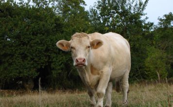 Bosceawy en Seine-Maritime : à la découverte d’un village authentique de Normandie Bosceawy en Seine-Maritime : à la découverte d’un village authentique de Normandie