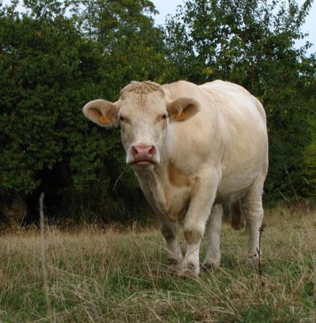 Bosceawy en Seine-Maritime : à la découverte d’un village authentique de Normandie Bosceawy en Seine-Maritime : à la découverte d’un village authentique de Normandie