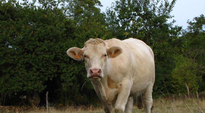 Bosceawy en Seine-Maritime : à la découverte d’un village authentique de Normandie Bosceawy en Seine-Maritime : à la découverte d’un village authentique de Normandie